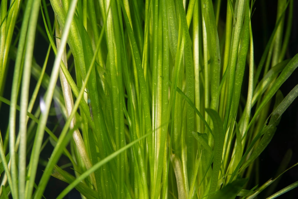 Jungle Val, Eel Grass, Ribbon Grass Vallisneria americana Aquarium Plant