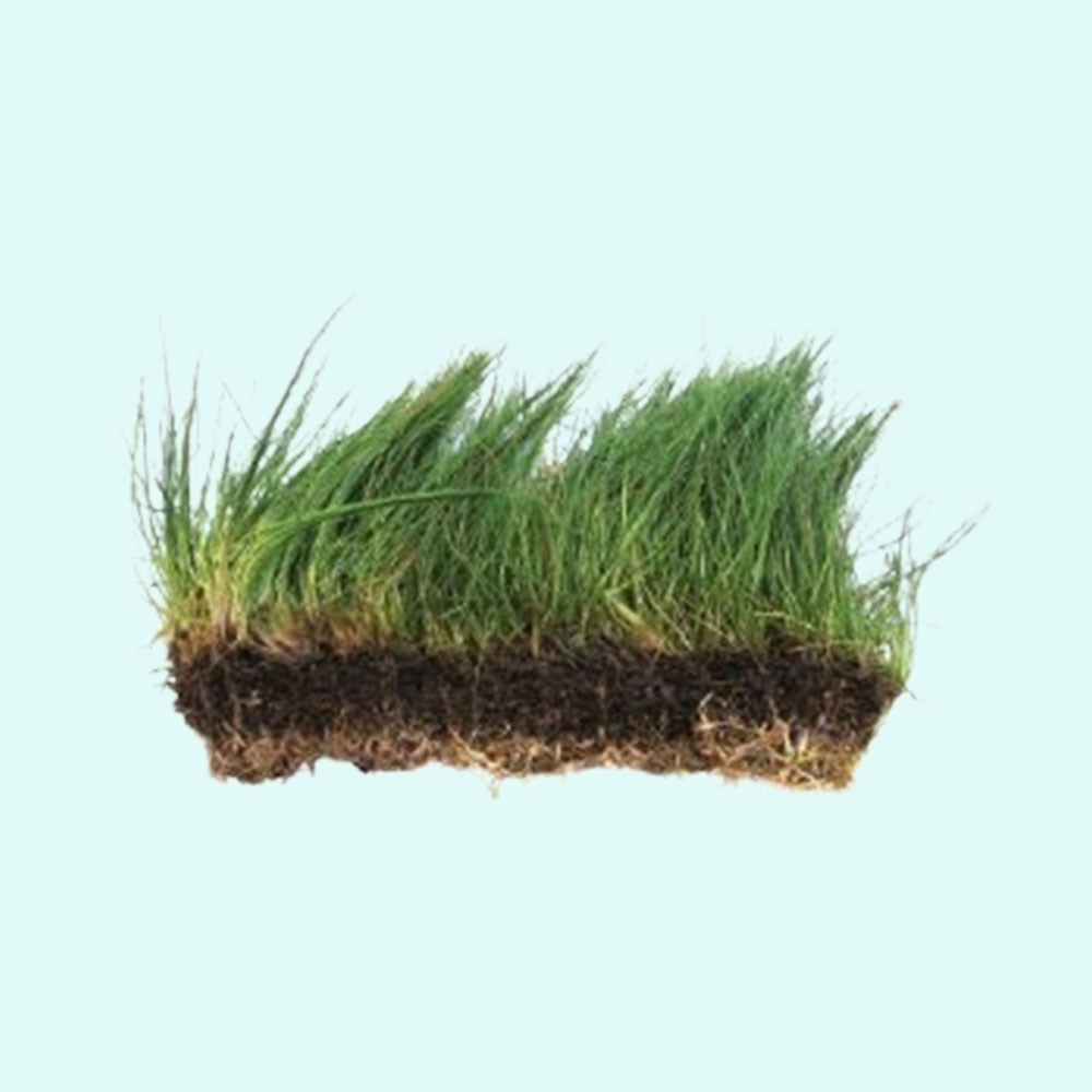 Underwater Treasures Hairgrass Mat - 10