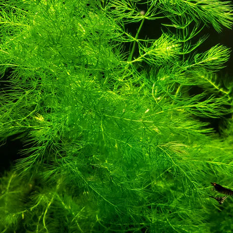 Green Up Your Tank: Dive into Thriving Freshwater Plants