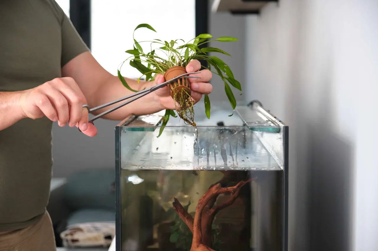 Cultivating Serenity: The Aesthetic and Health Benefits of Potted Aquarium Plants