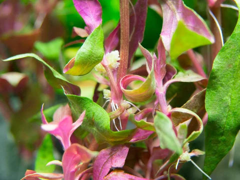 Add a Splash of Color: Pink Aquarium Plants for a Stunning Aquascape