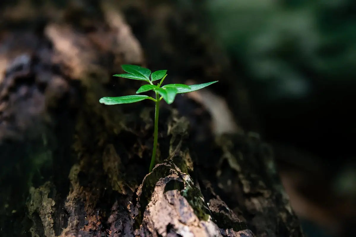 How to Source and Acquire Rare Aquarium Plants for Your Collection