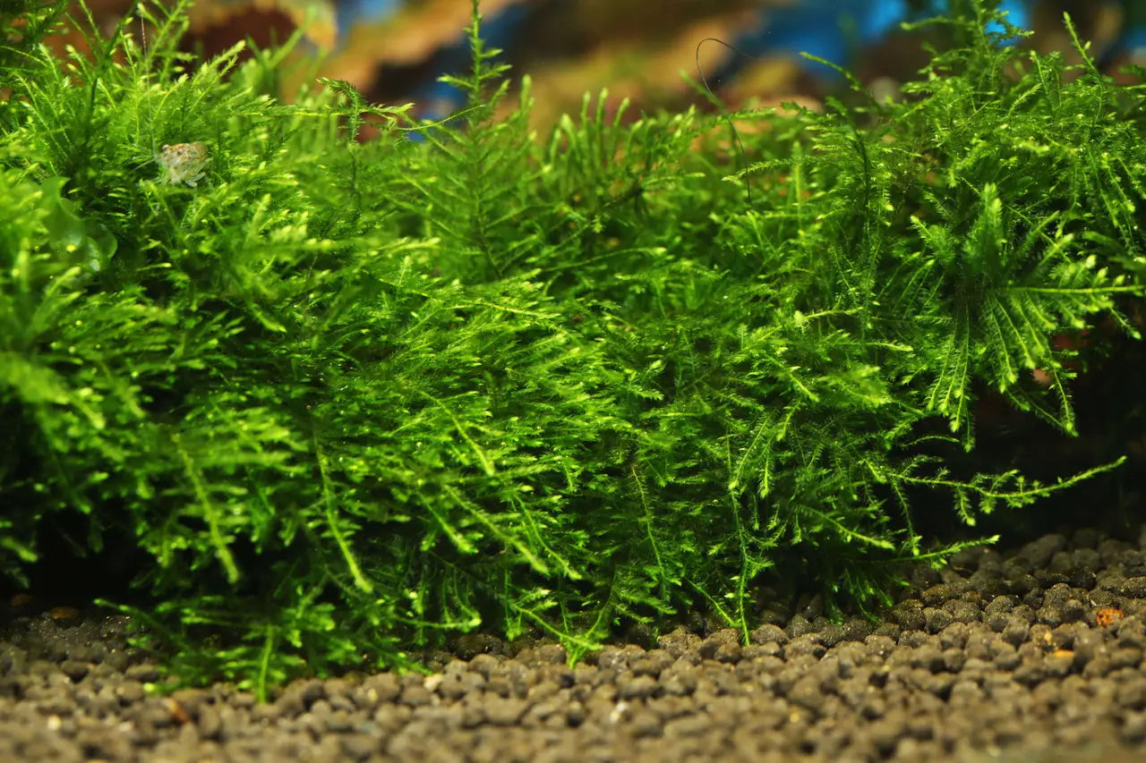 How Do I Care for Aquarium Moss?