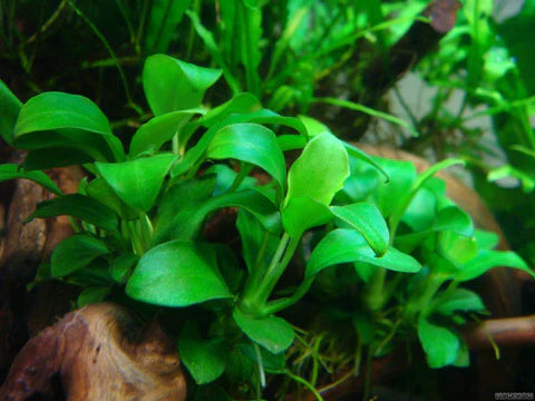 Anubias: Easy, Elegant Aquarium Greens