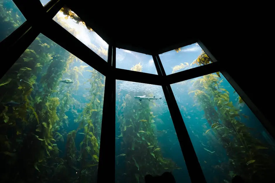 What Are the Best Low Light Plants for Your Forney, Texas Aquarium?