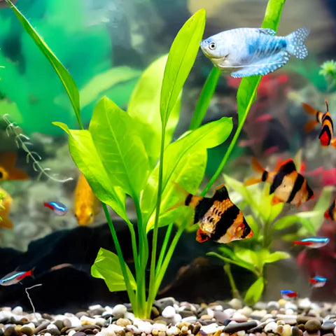 Transform Your Tank: Freshwater Plant Guide