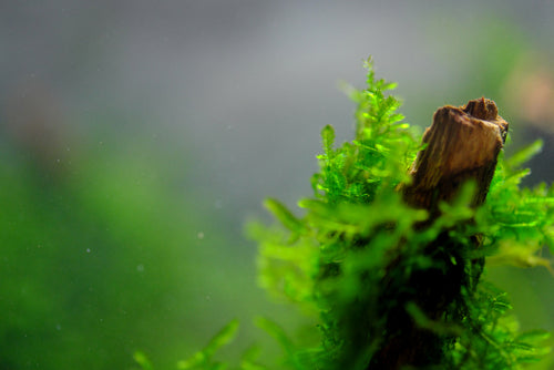 Unlocking the Beauty of Your Aquarium with Willow Moss: A Complete Guide