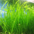 Jungle Vallisneria Americana