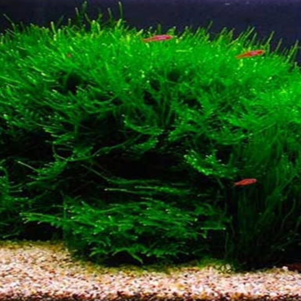 Java Moss 