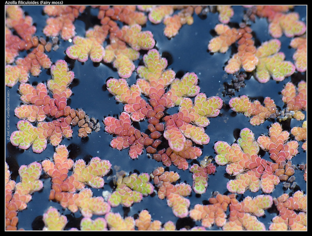 Azolla Filiculoides 