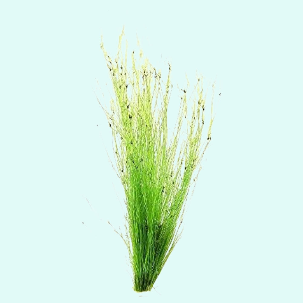 Hairgrass (Eleocharis Vivipara)