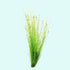 Hairgrass (Eleocharis Vivipara)