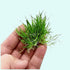 Dwarf Hairgrass Clump Eleocharis Parvula