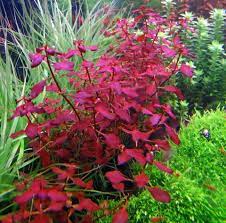 Ludwigia Repens Super Red Mini 2