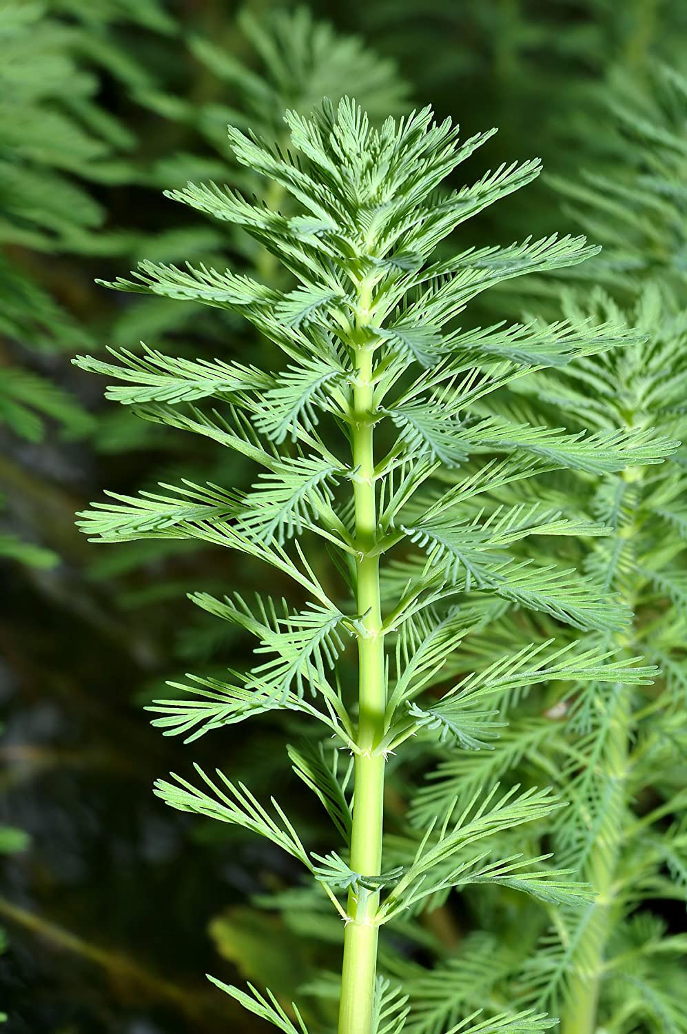 Parrot's Feather Myriophyllum Aquaticum