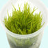 Weeping Moss Vesicularia Ferriei isolated on a white surface