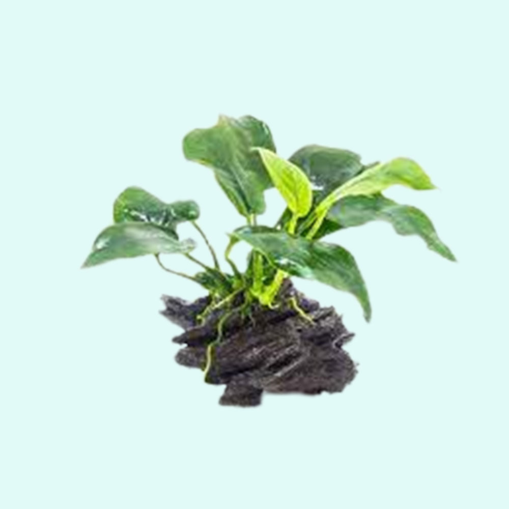 Anubias Barteri (Nana) Rooted on Driftwood