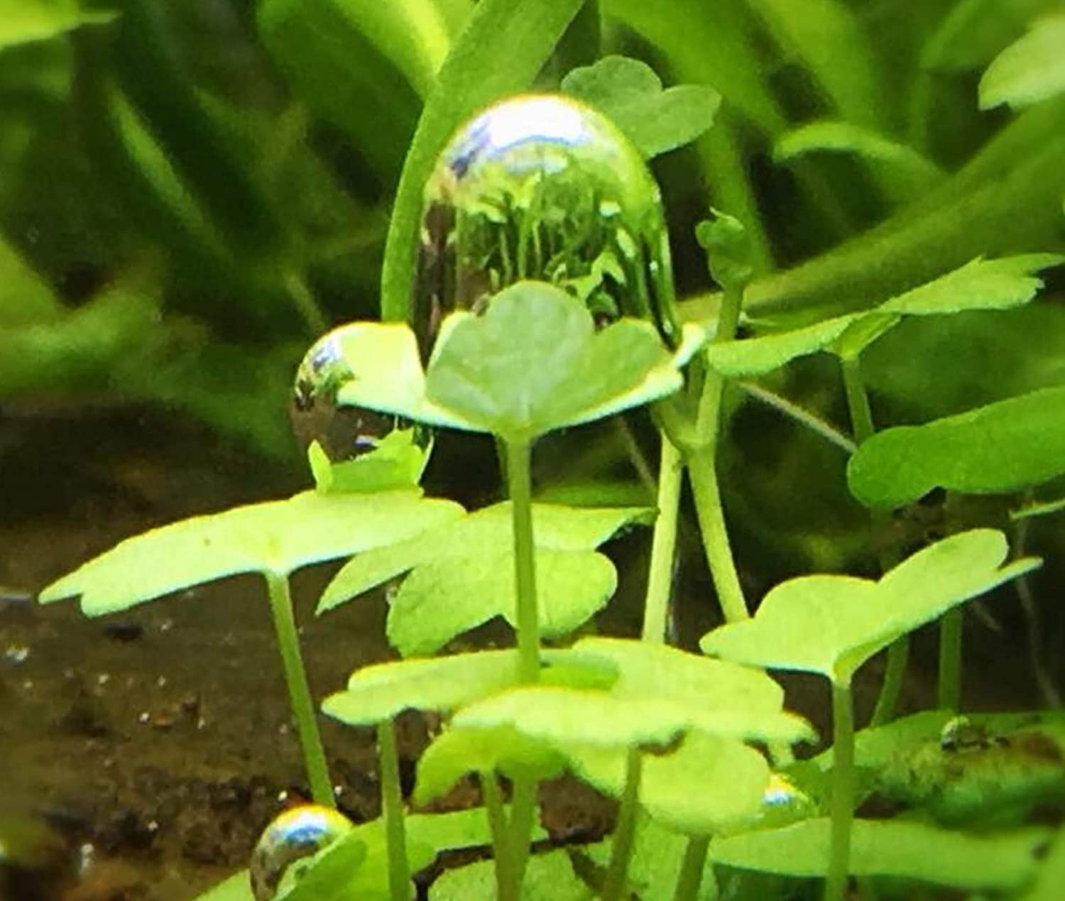 Dwarf PennyWort Japan (Hydrocotyle Tripartita)