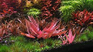 Cryptocoryne Crypt Wendtii Red 2