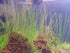 Hairgrass (Eleocharis Vivipara)