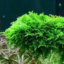 Christmas Moss 