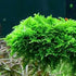 Christmas Moss "Vesicularia Montagnei"