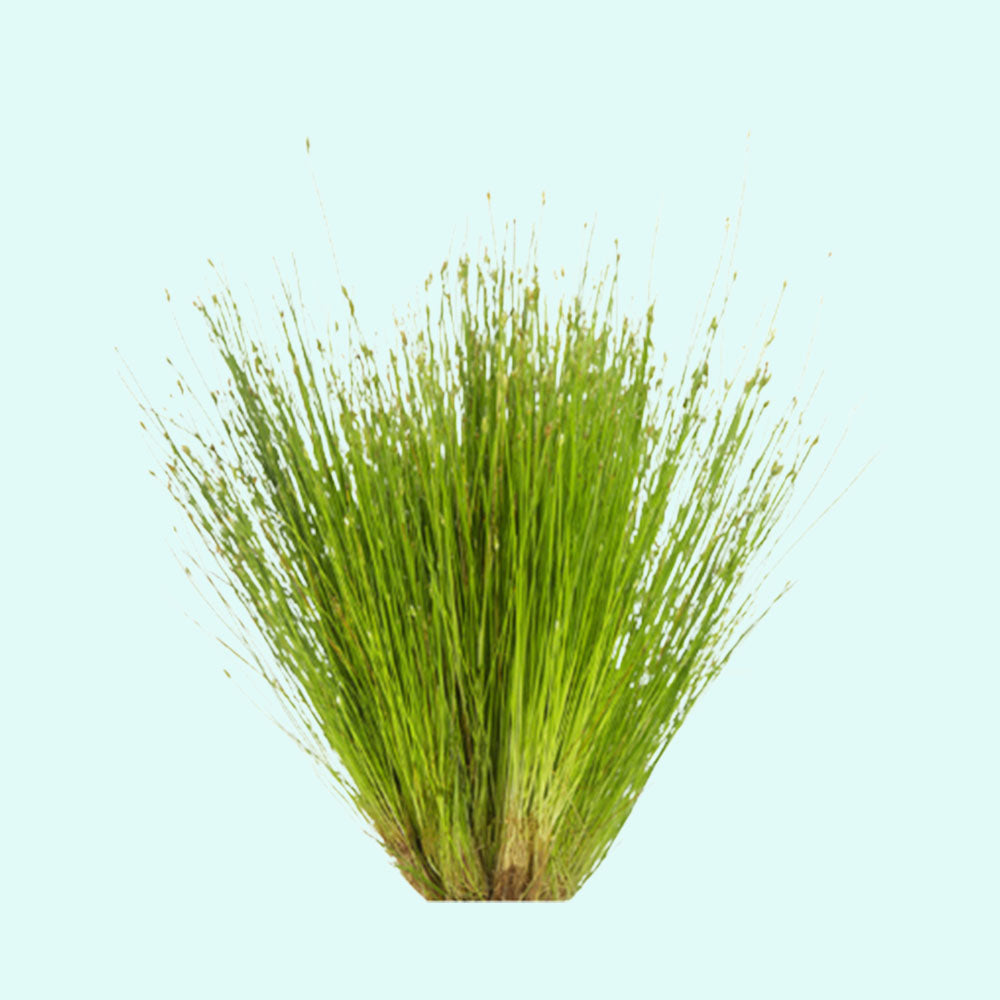 5 Dwarf Hairgrass Clump Eleocharis Parvula