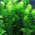 3 Pack Hornwort Bundle