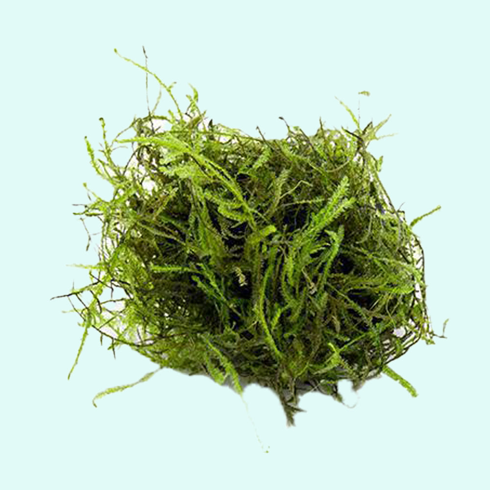 Java Moss 