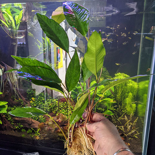 Anubias Hastifolia Bare Root