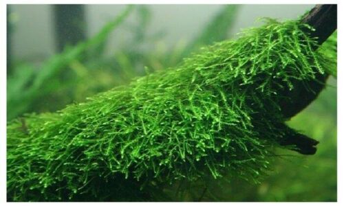 Java Moss 