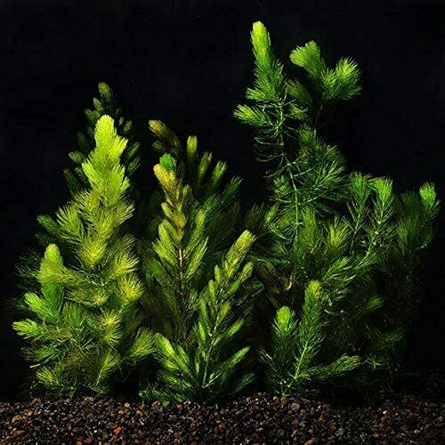 6 Hornwort Coontail Bunches