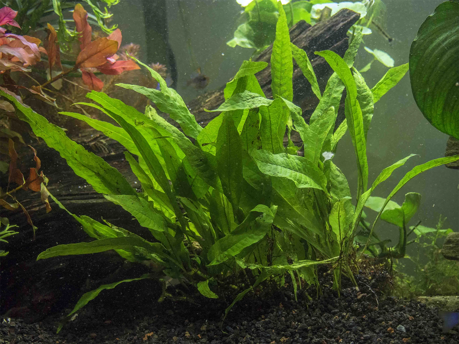 Java Fern Microsorum Pteropus