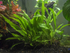 Java Fern Microsorum