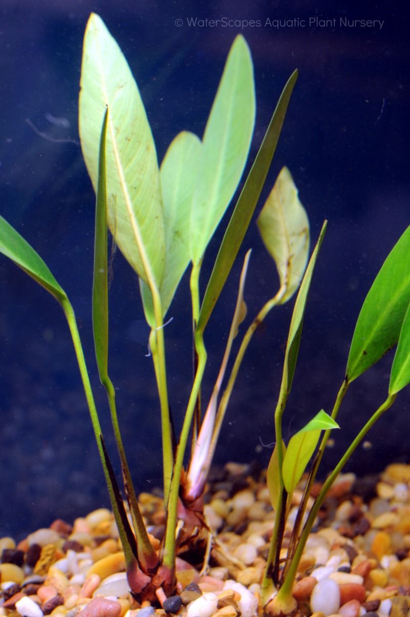 Anubias Heterophylla Lanceolata Bare Root