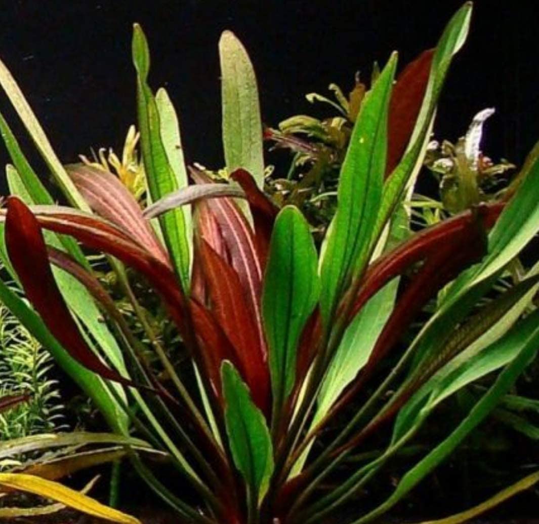 Amazon Sword Echinodorus Red Rubin In Pot