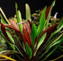 Amazon Sword Echinodorus Red Rubin In Pot