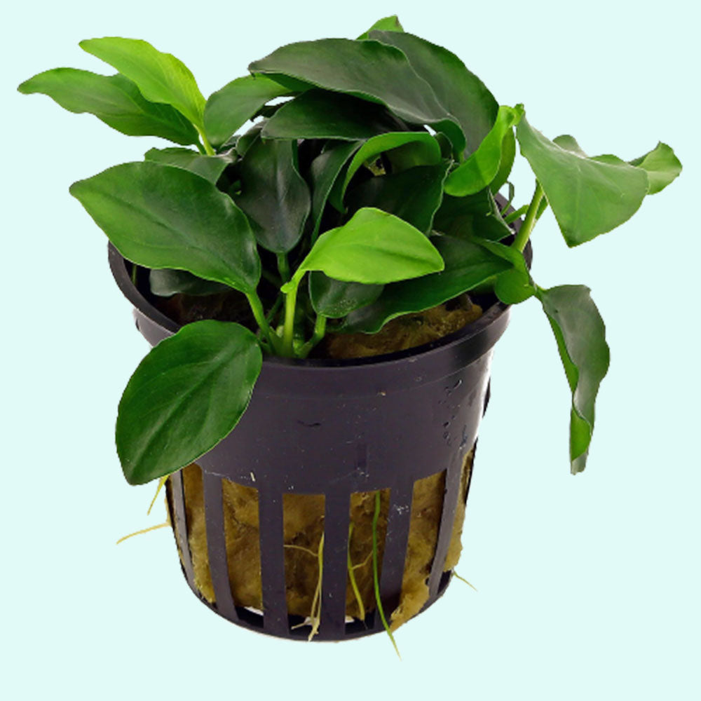 Anubias Barteri (Nana Petite)