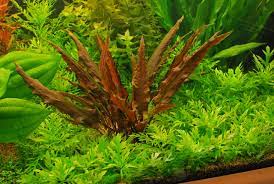 Cryptocoryne Crypt Wendtii Red 2