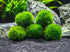 Marimo Moss Ball Aegagropila Linnaei