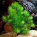 3 Pack Hornwort Bundle