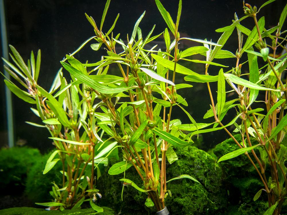 Hygrophila Corymbosa Var. N