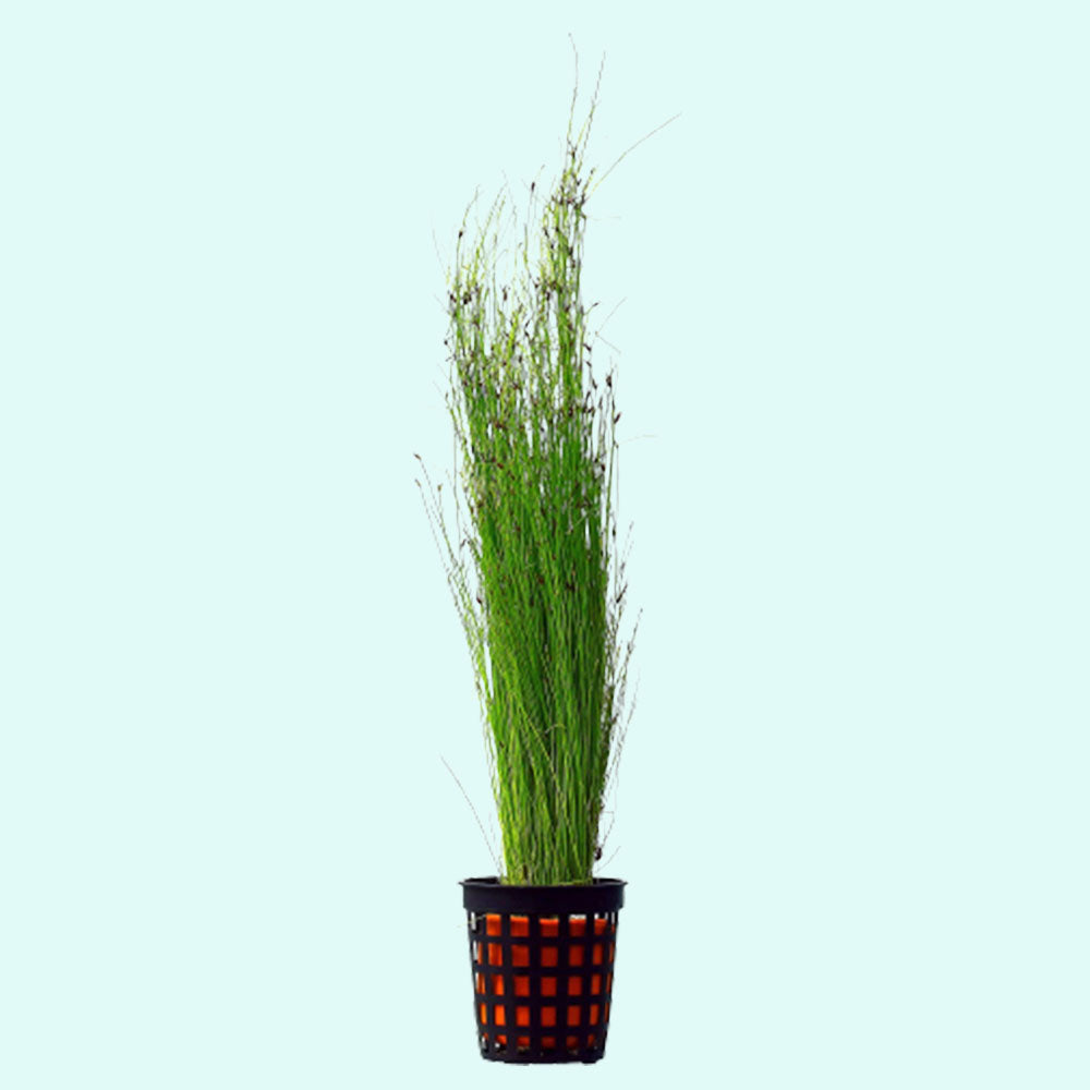 Hairgrass (Eleocharis Vivipara)