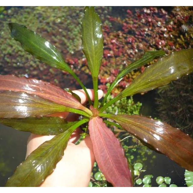 Amazon Sword Echinodorus Red Rubin In Pot