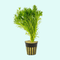 Parrot Feather Plant (Myriophyllum Aquaticum)