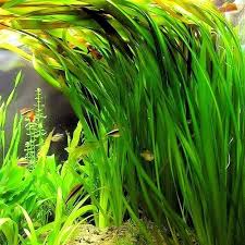 6 Plant Pack Jungle Vallisneria Americana Val Plants