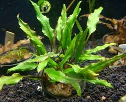 Cryptocoryne Crypt Lutea