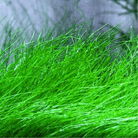 5 Dwarf Hairgrass Clump Eleocharis Parvula