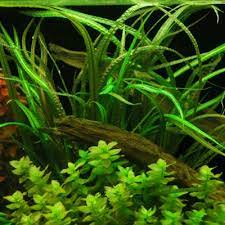 Cryptocoryne Crypt Balansae