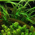 Cryptocoryne Crypt Balansae